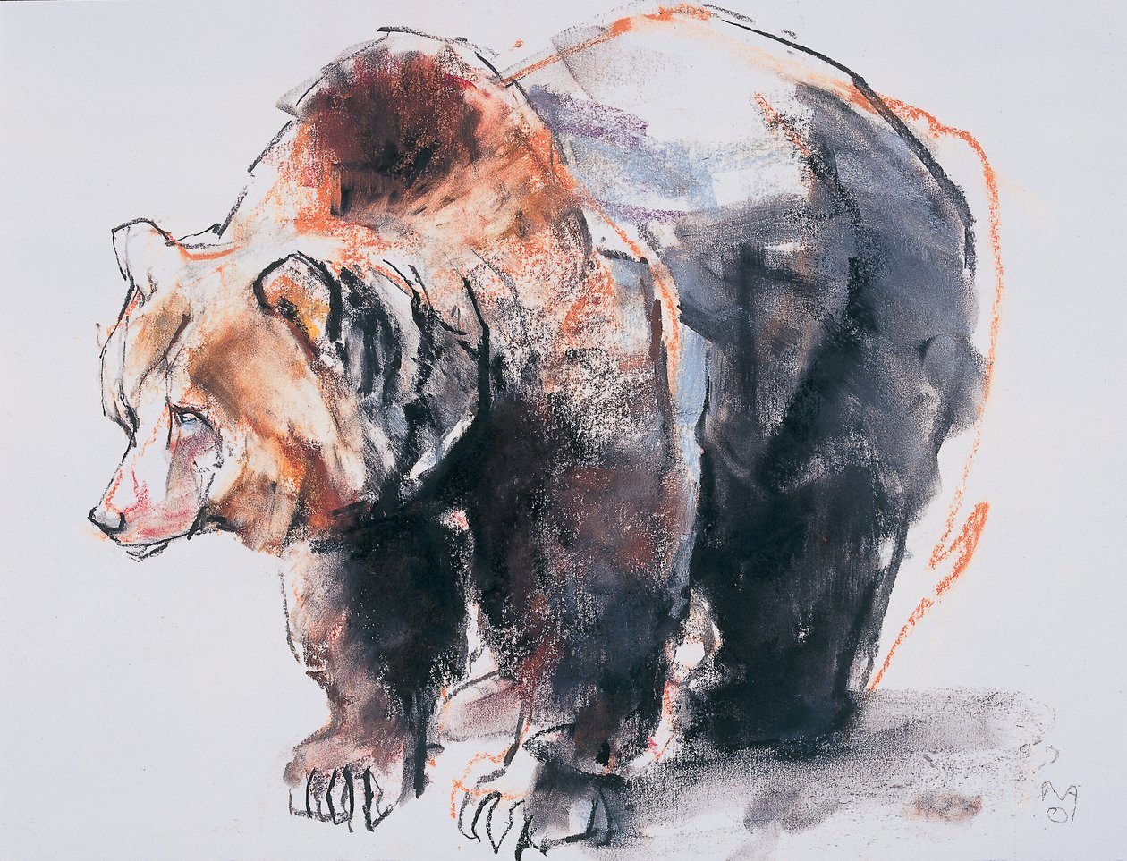 Orso bruno europeo, 2001 da Mark Adlington