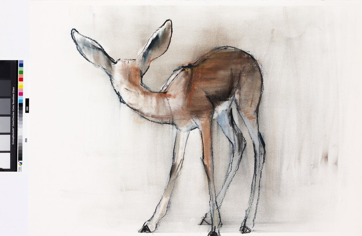 Cerbiatto di gazzella (Gazzella araba) da Mark Adlington