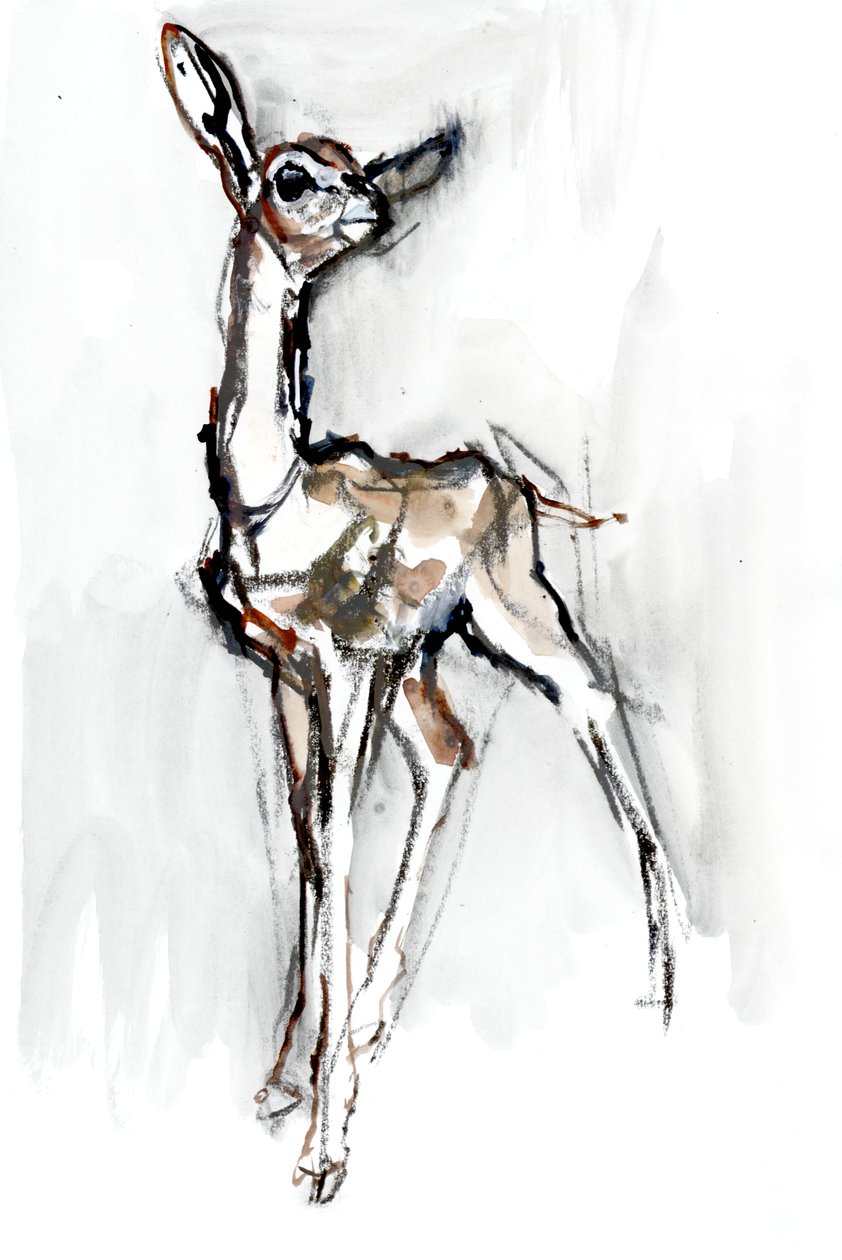 Gerenuk Cucciolo, Sarara da Mark Adlington