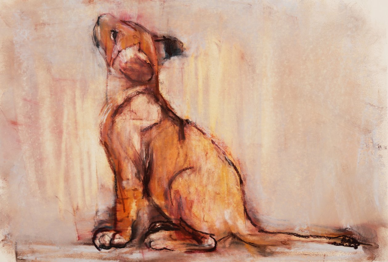 Cucciolo dorato da Mark Adlington