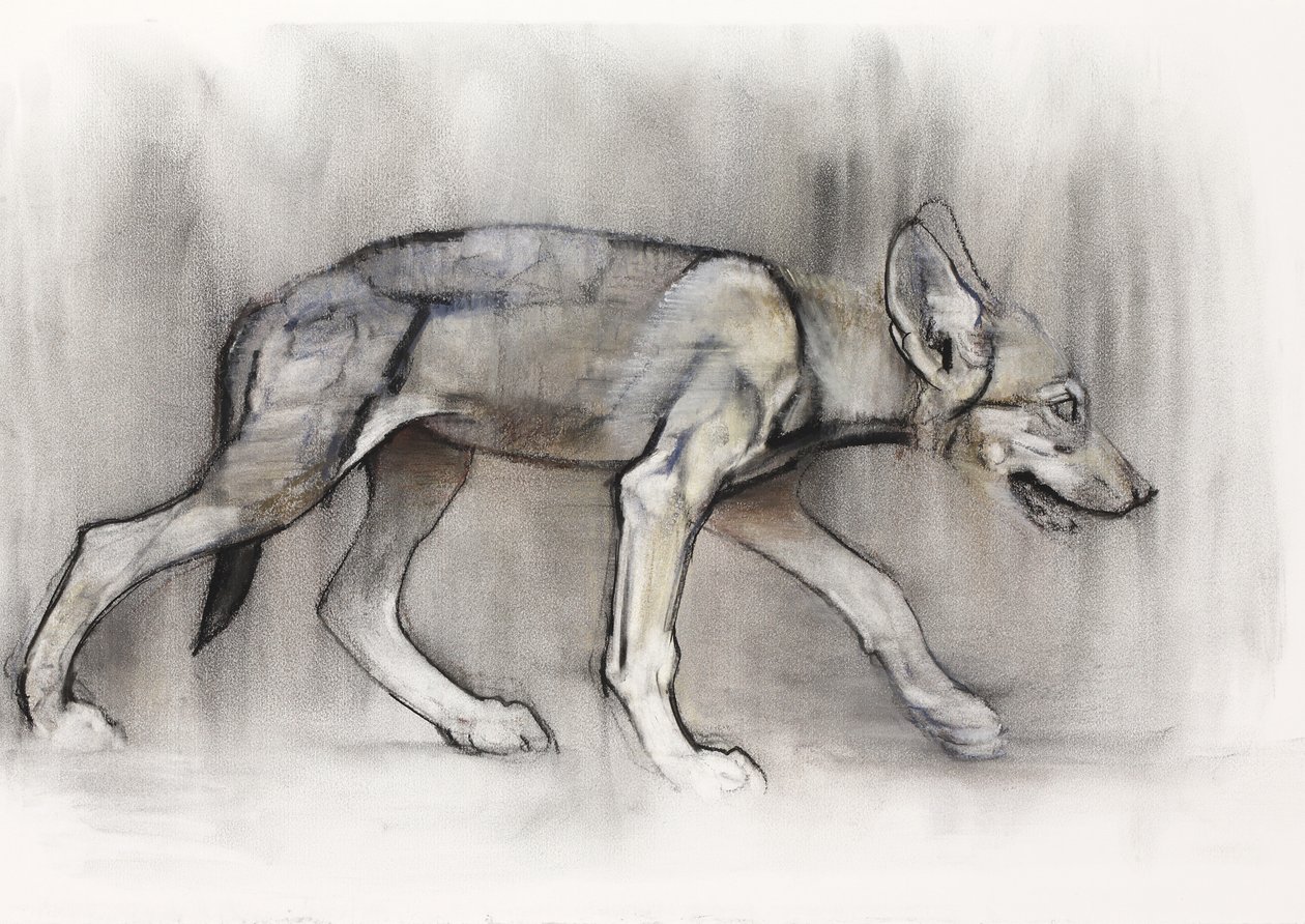 Cucciolo magro (Lupo arabo), 2009 da Mark Adlington