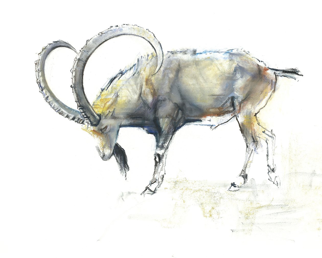 Stambecco della Nubia da Mark Adlington