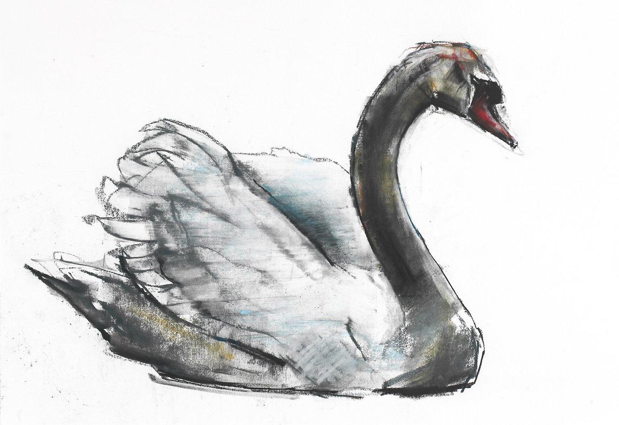 Cigno da Mark Adlington