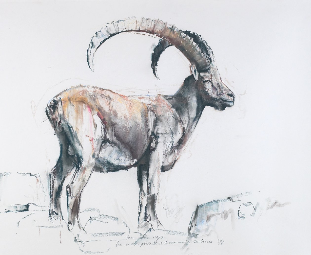 Venerando Stambecco, 2006 da Mark Adlington