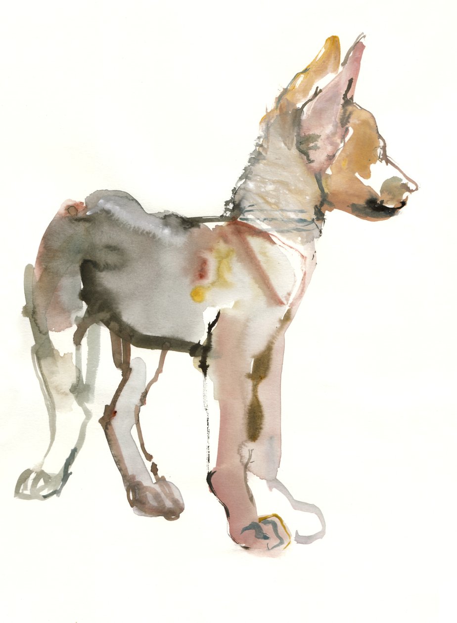 Waggle (cucciolo di lupo arabo), 2011 da Mark Adlington