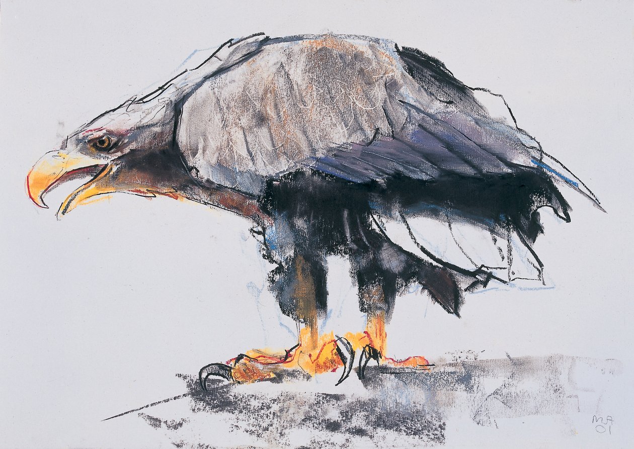 Aquila di mare dalla coda bianca, 2001 da Mark Adlington