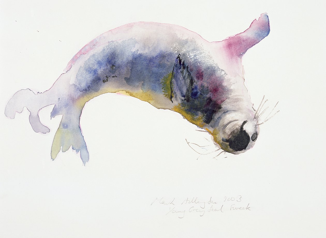 Giovane Foca Grigia, Gweek, 2003 da Mark Adlington