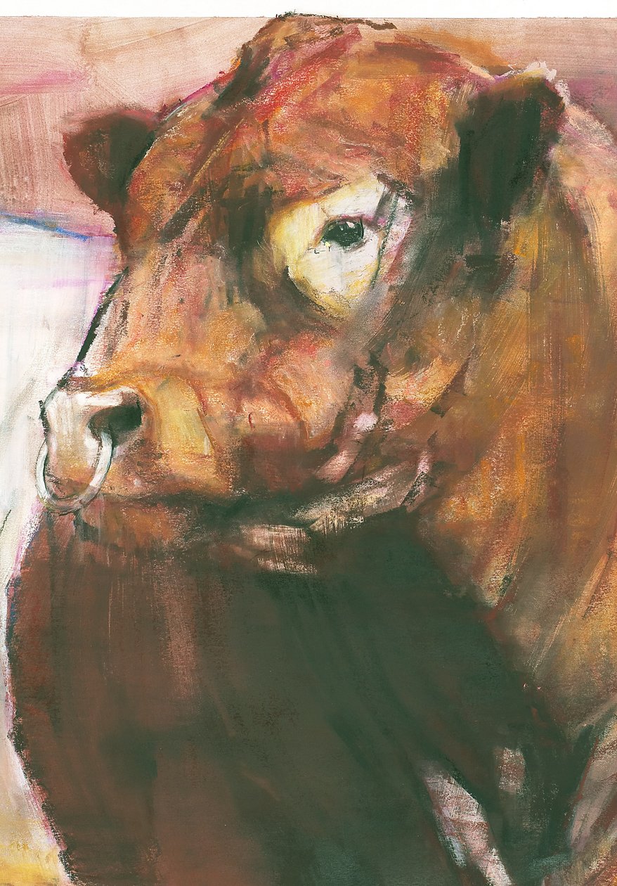 Zeus, Toro di Galloway con cintura rossa (dettaglio) da Mark Adlington