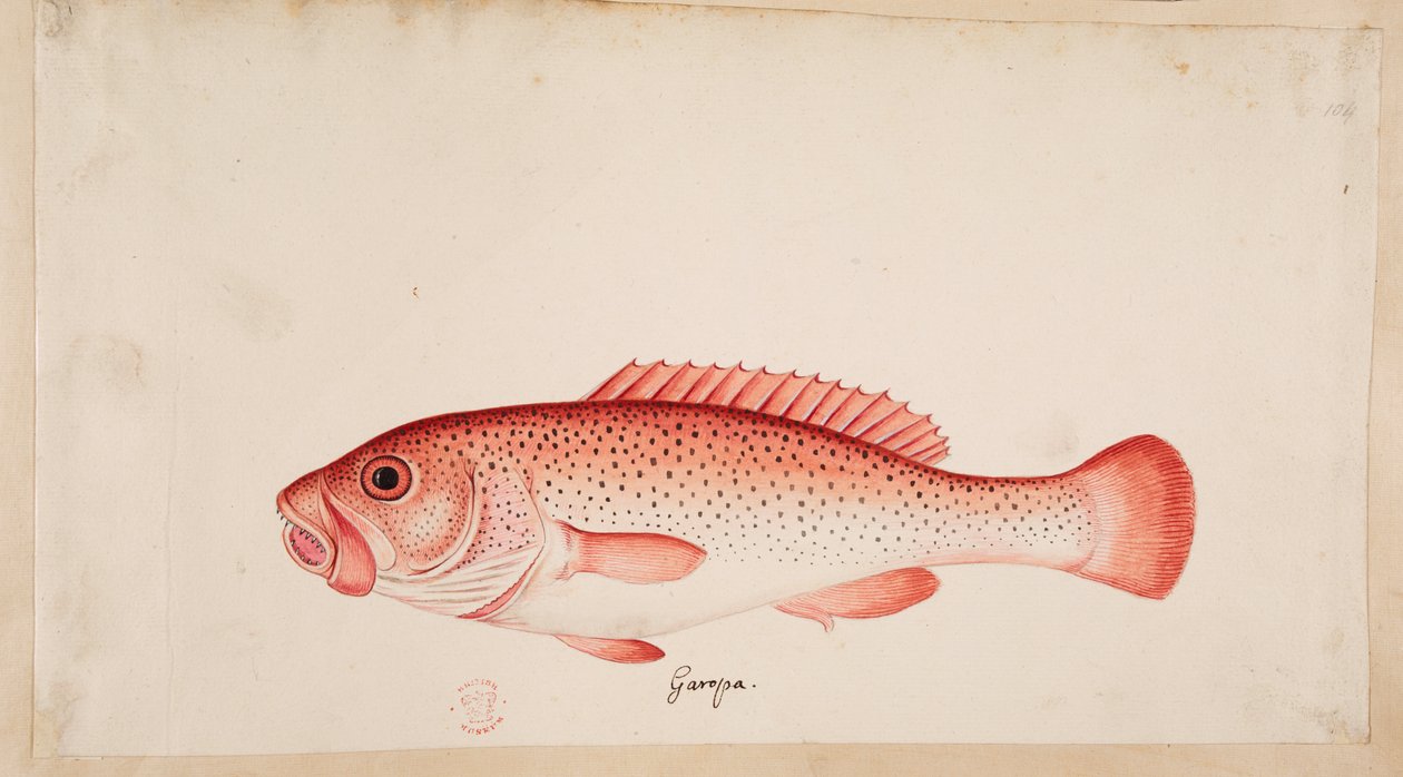 Un pesce. da Mark Catesby