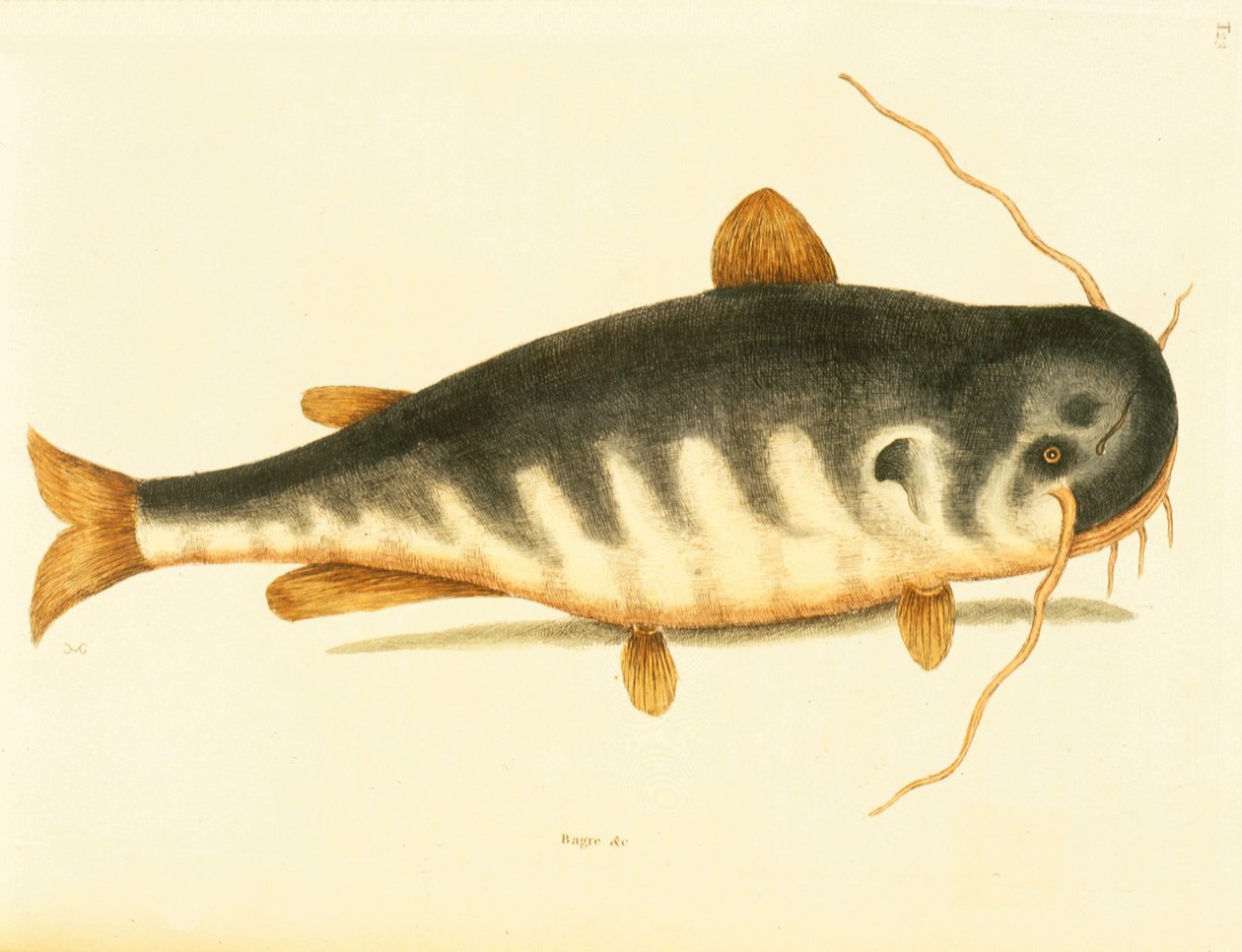 Pesce gatto, tavola 23, vol. 1 da 