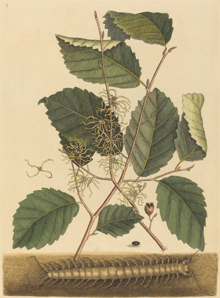 Centopiedi Scolopendra morsitans da Mark Catesby