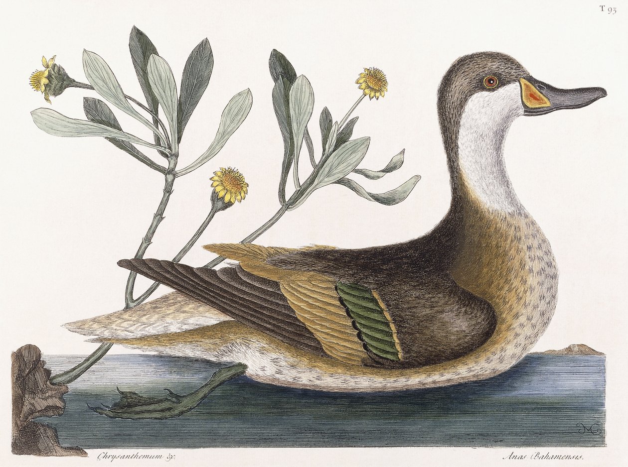 Crisantemo &c da Mark Catesby