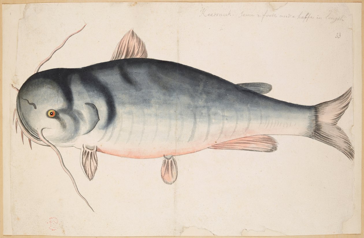 Keetrauk. Circa 2 piedi e mezzo di lunghezza. Un pesce gatto? da Mark Catesby