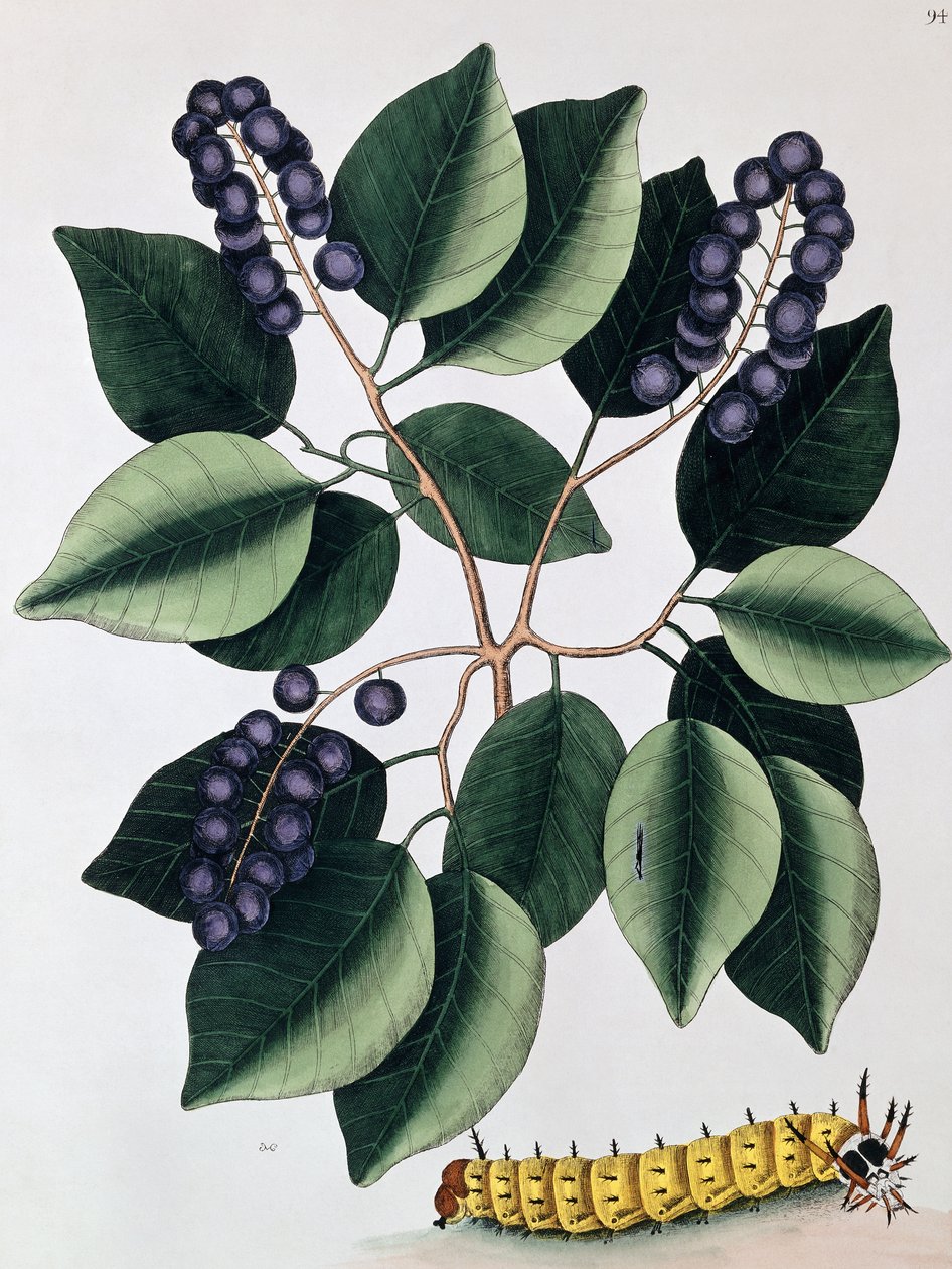 Prugna piccione e un grande bruco cornuto, 1771 da Mark Catesby