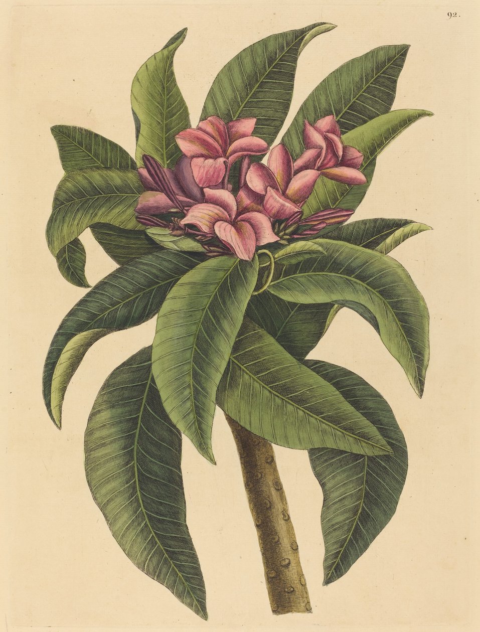 Frangipani rosso (Plumeria rubra) da Mark Catesby