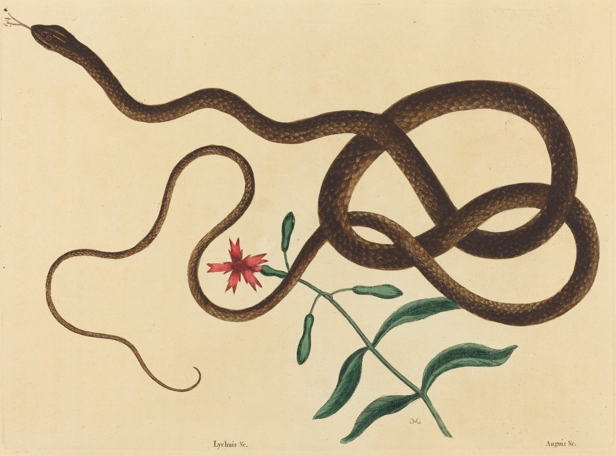 Il serpente frusta (Coluber flagellum) da Mark Catesby
