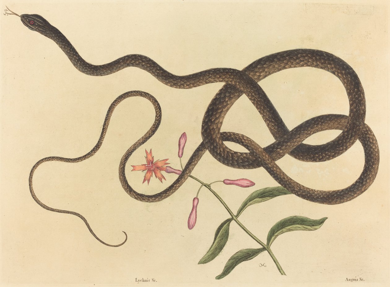 Il serpente frusta (Coluber flagellum) da Mark Catesby