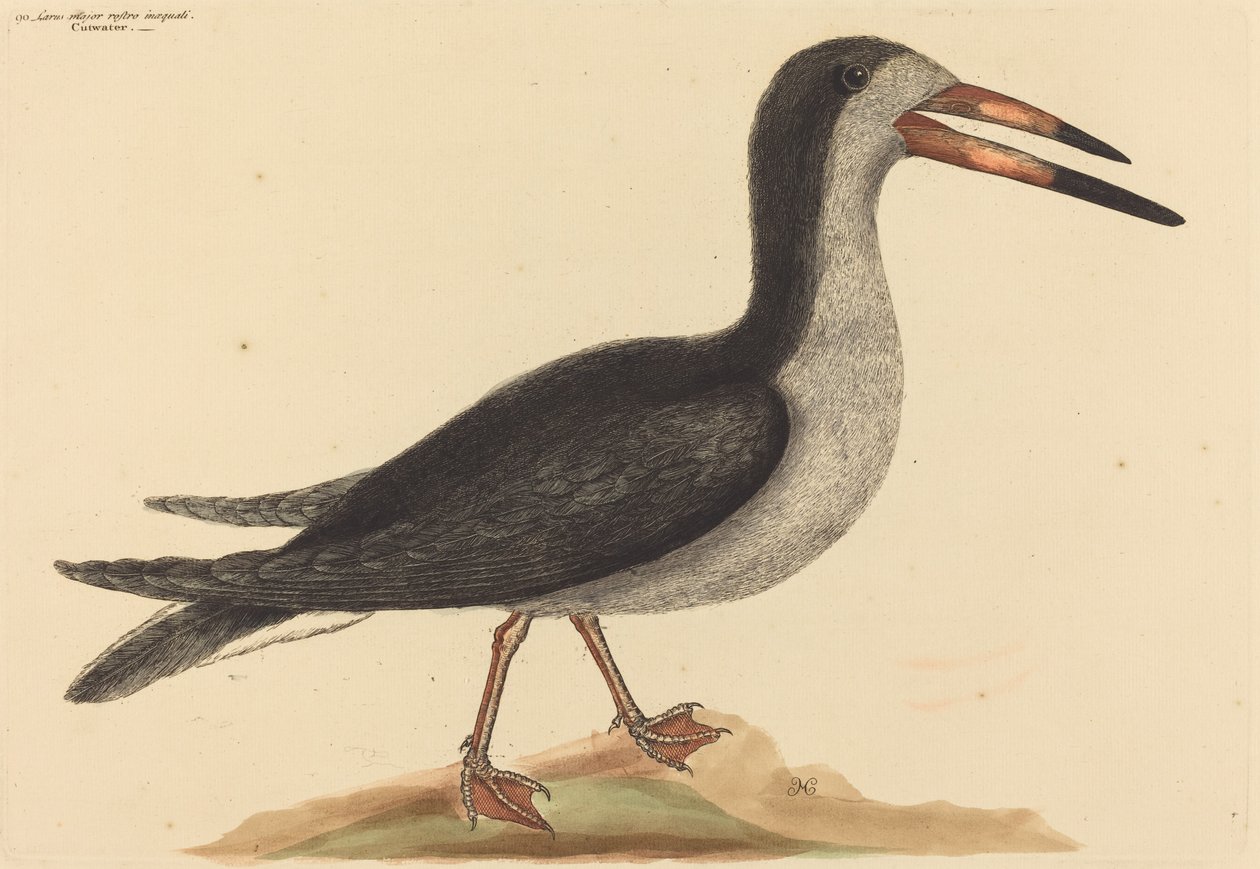 Il Cutwater Rhynchops nigra, pubblicato 1731-1743 da Mark Catesby