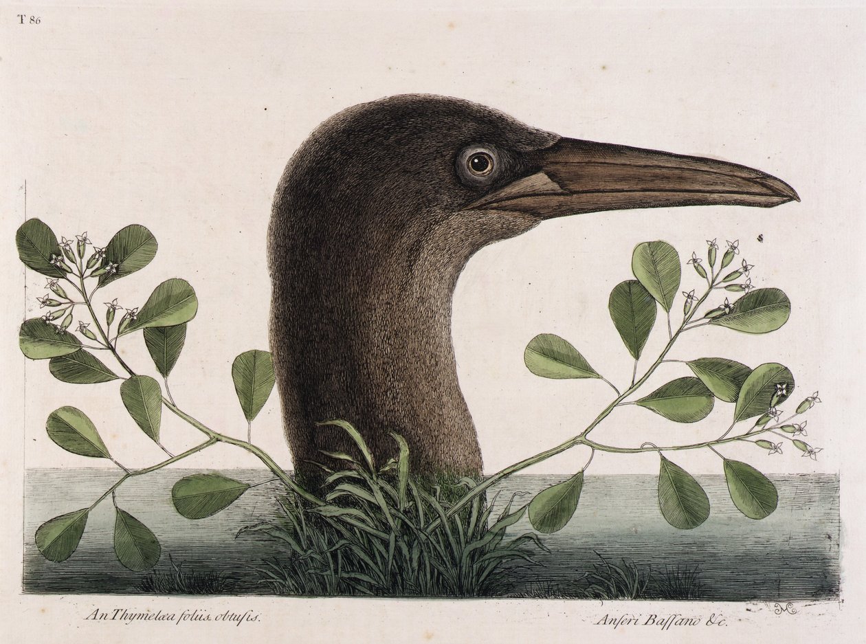 La Grande Booby (An Thymelaea foliis obtusis, Anseri Bassano  c.) da Mark Catesby