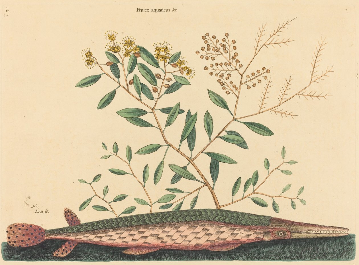 Il pesce verde Esox osseus, pubblicato 1731-1743 da Mark Catesby