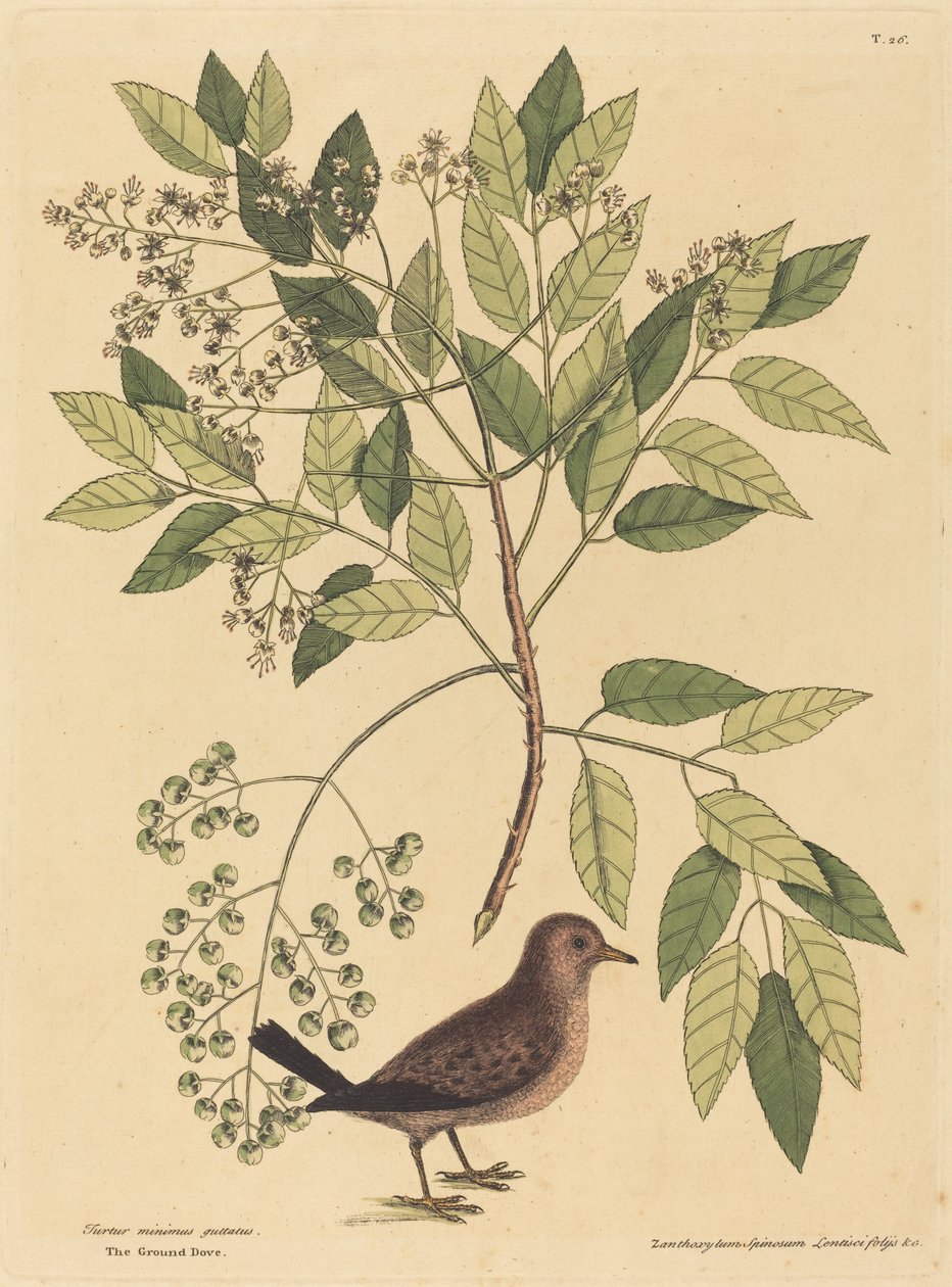 La Tortora (Columba passerina) da Mark Catesby
