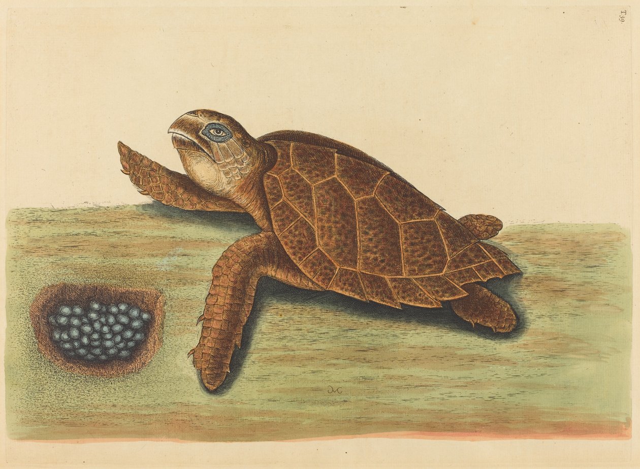 La tartaruga embricata (Testudo caretta) da Mark Catesby