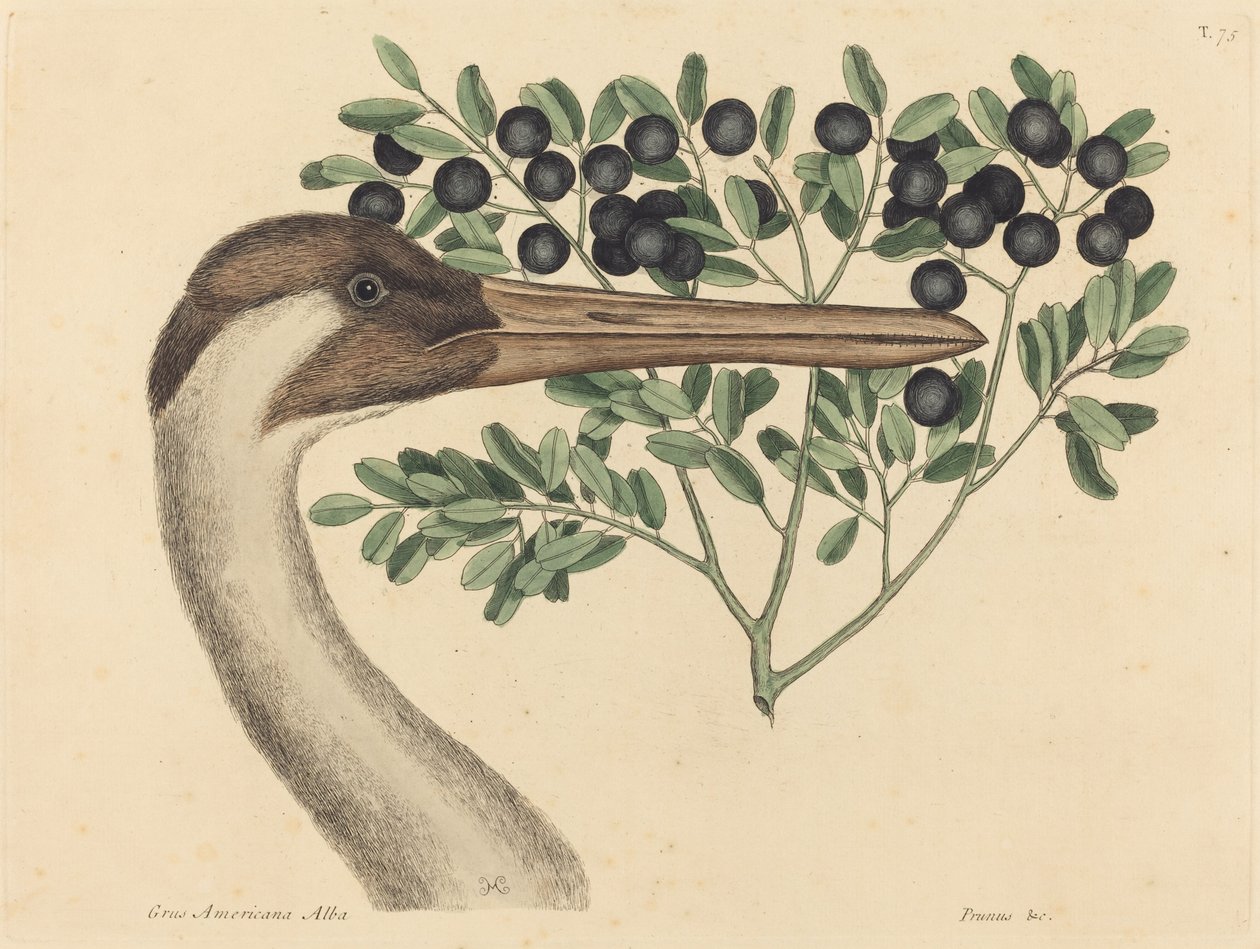 La Gru Americana da Mark Catesby