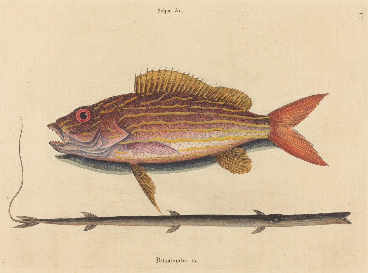 Il dentice (Sparus synagris) da Mark Catesby