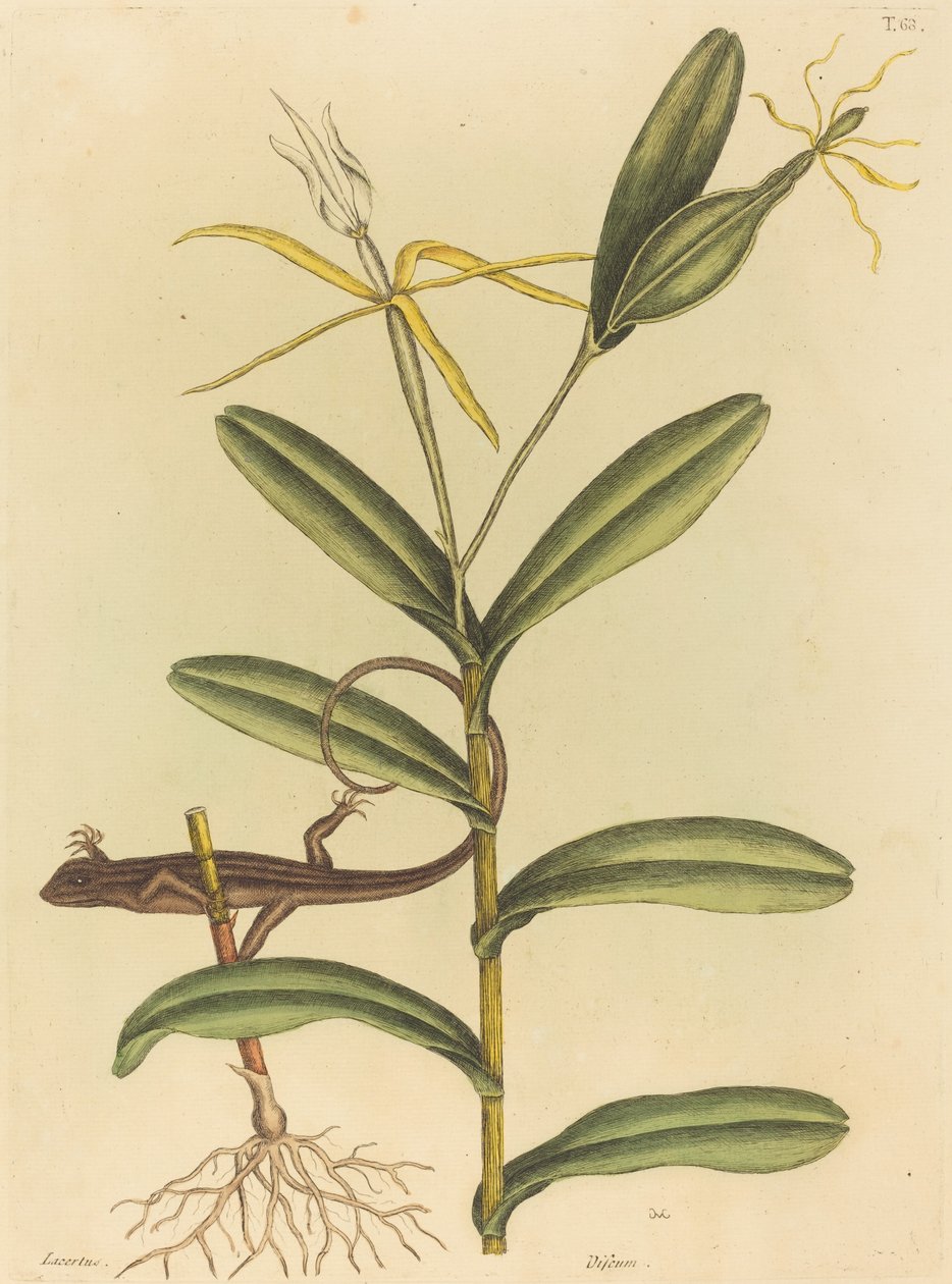 La Lucertola di Lione (Lacerta 6-lineata) da Mark Catesby