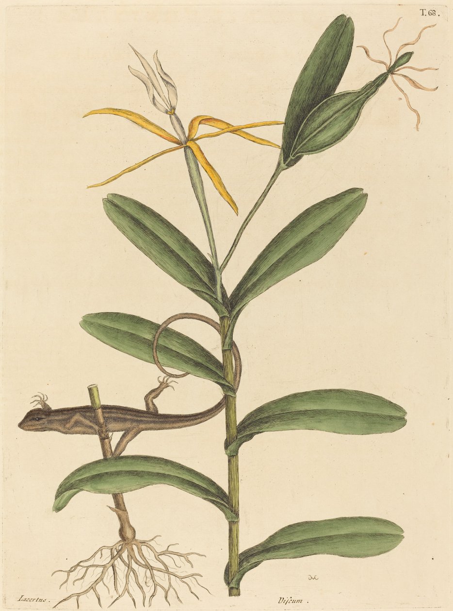 La lucertola di Lione Lacerta 6-lineata, pubblicato 1731-1743 da Mark Catesby