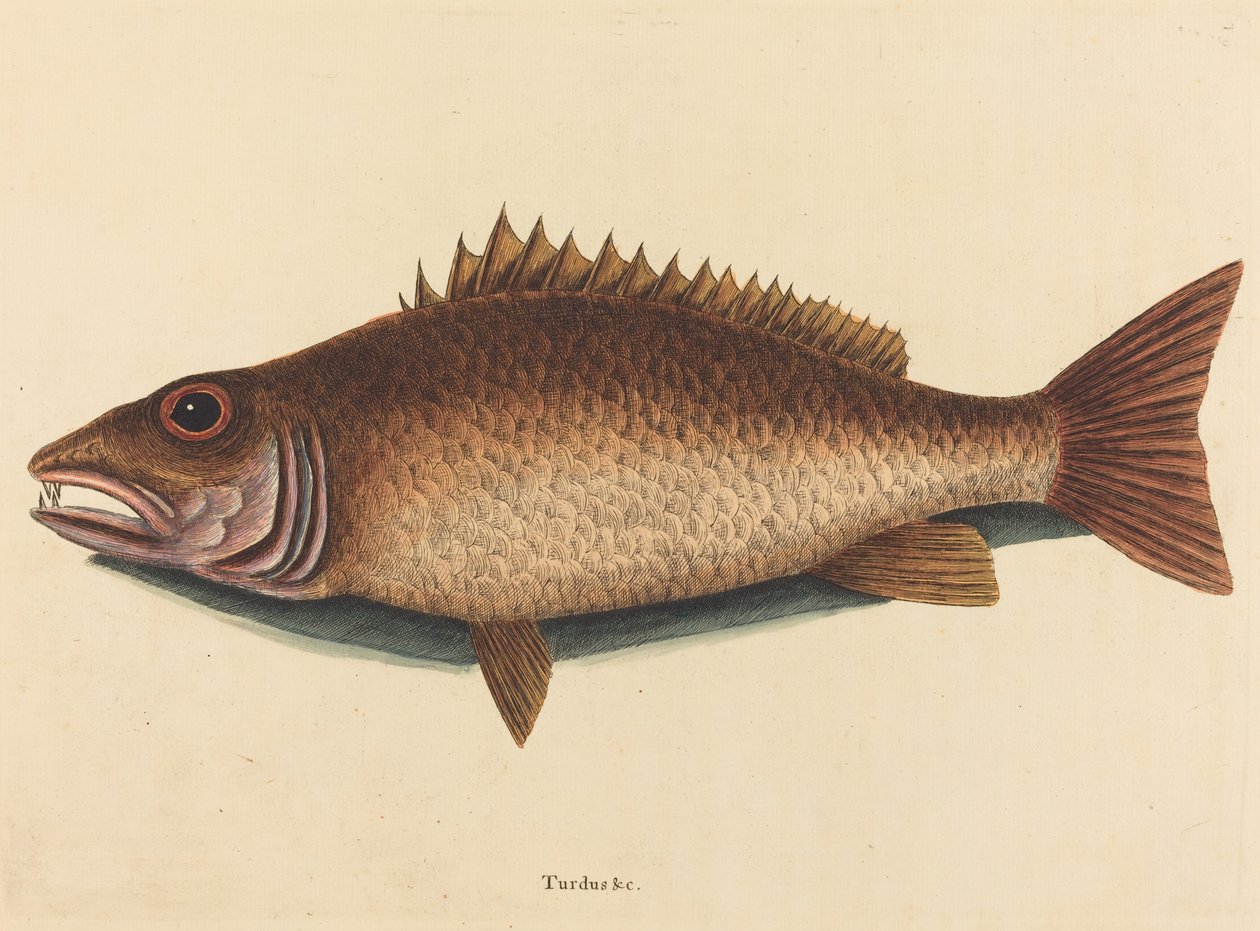 Il dentice Labrus griseus, pubblicato 1754 da Mark Catesby