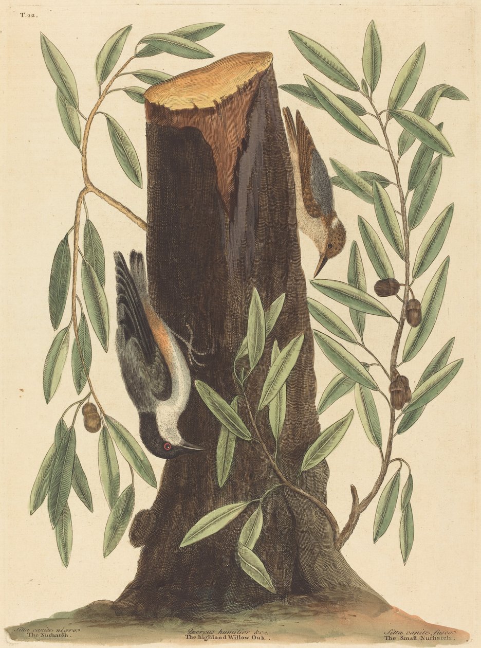 Il picchio muratore Sitta Europaea, pubblicato 1754 da Mark Catesby