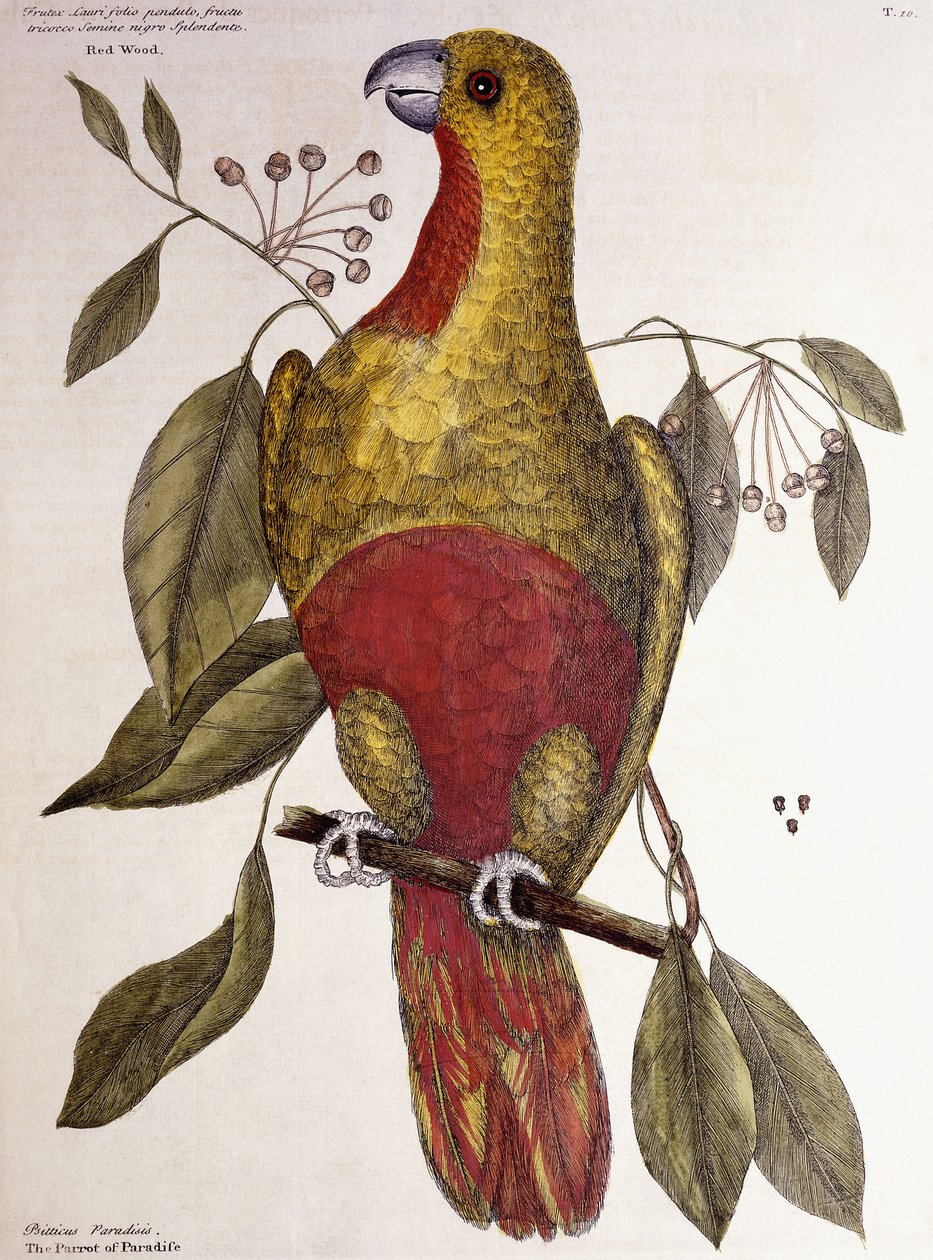 Il pappagallo del paradiso, 1771 da Mark Catesby