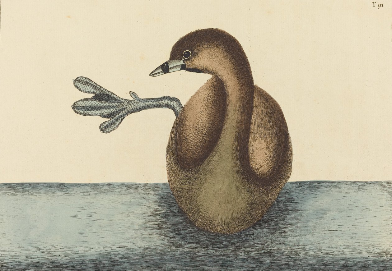 Il Dobchick dal becco piede Colymbus podiceps da Mark Catesby