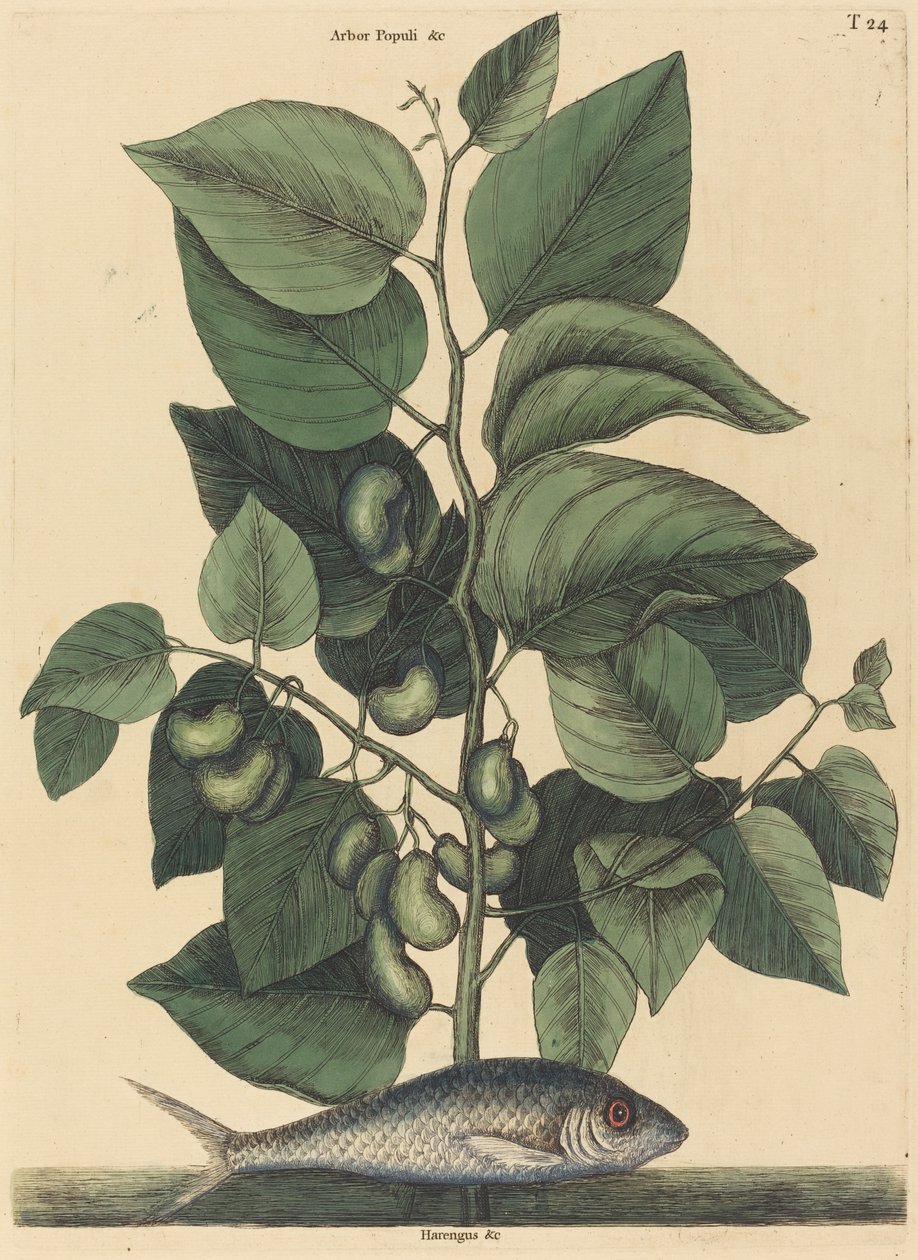 Il Pilchard Argentina carolina, pubblicato 1731-1743 da Mark Catesby