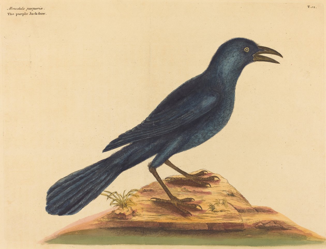 Il merlo viola Gracula Quiscula da Mark Catesby