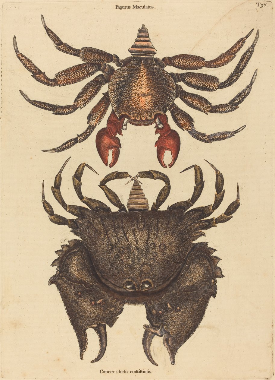 Il Granchio Maculato Rosso (Cancer grapsus) da Mark Catesby