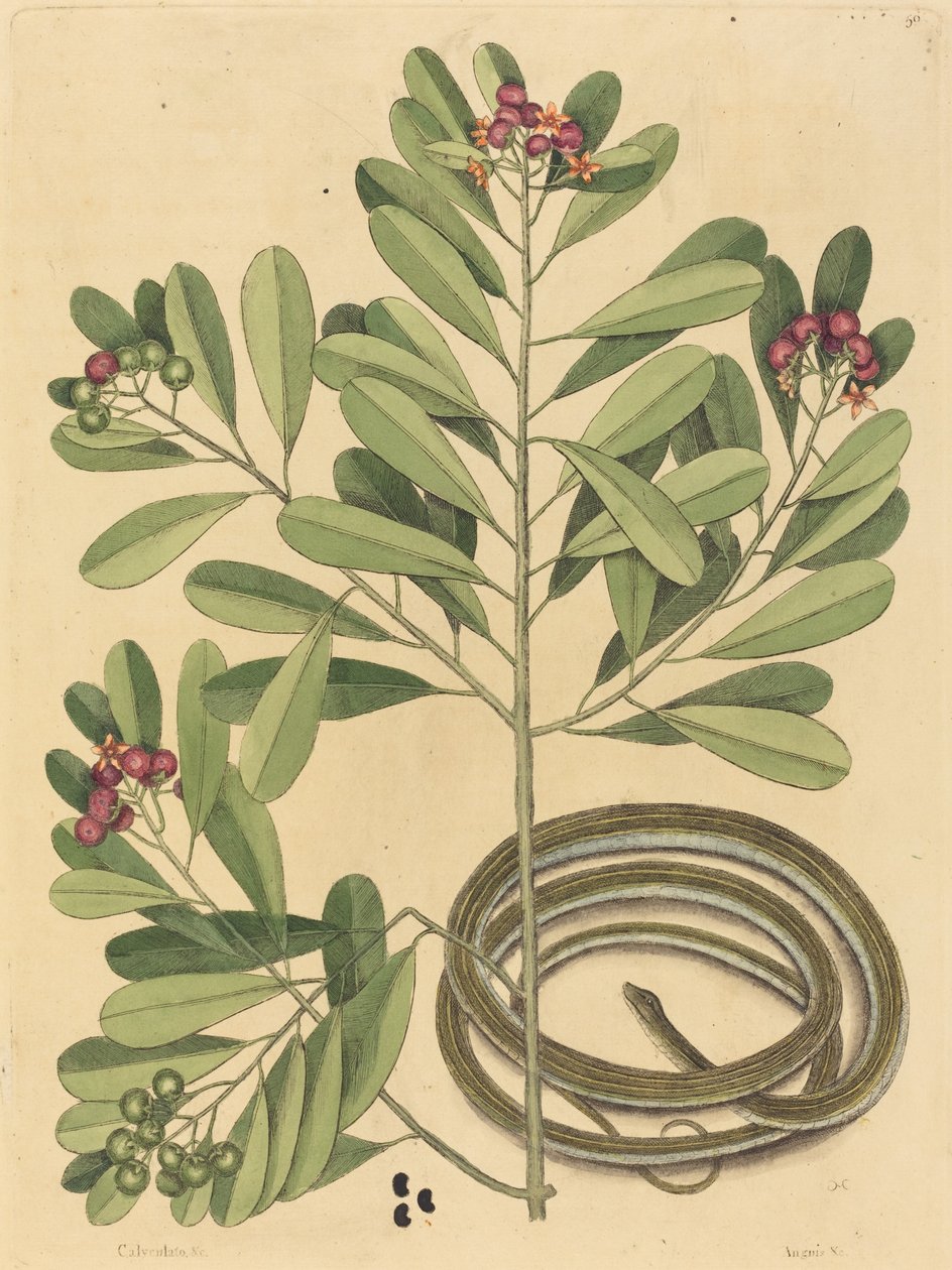 Il serpente a nastro (Coluber saurita) da Mark Catesby
