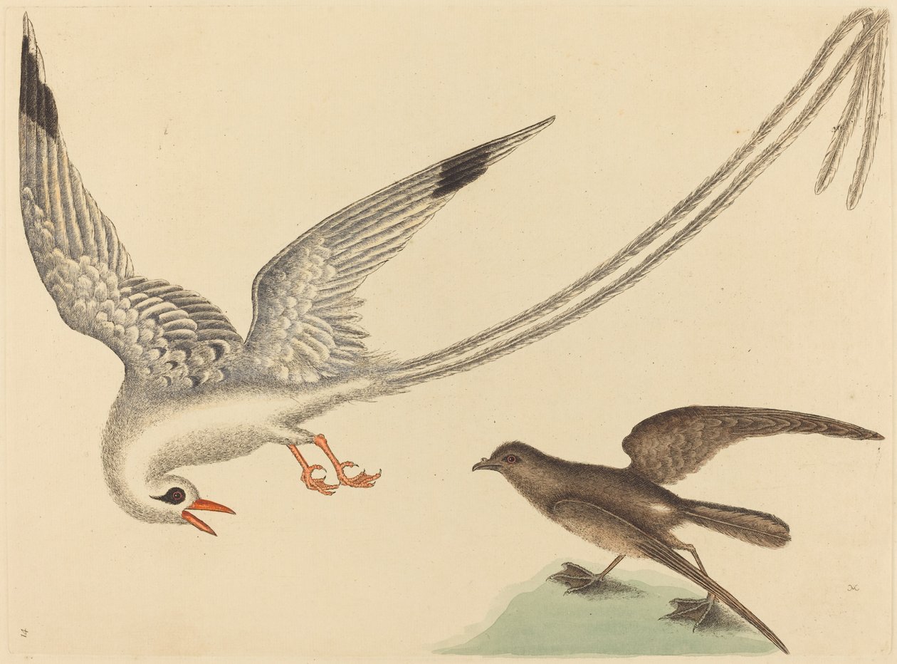 Il passero del riso Emberiza oryzivora, pubblicato 1731-1743 da Mark Catesby