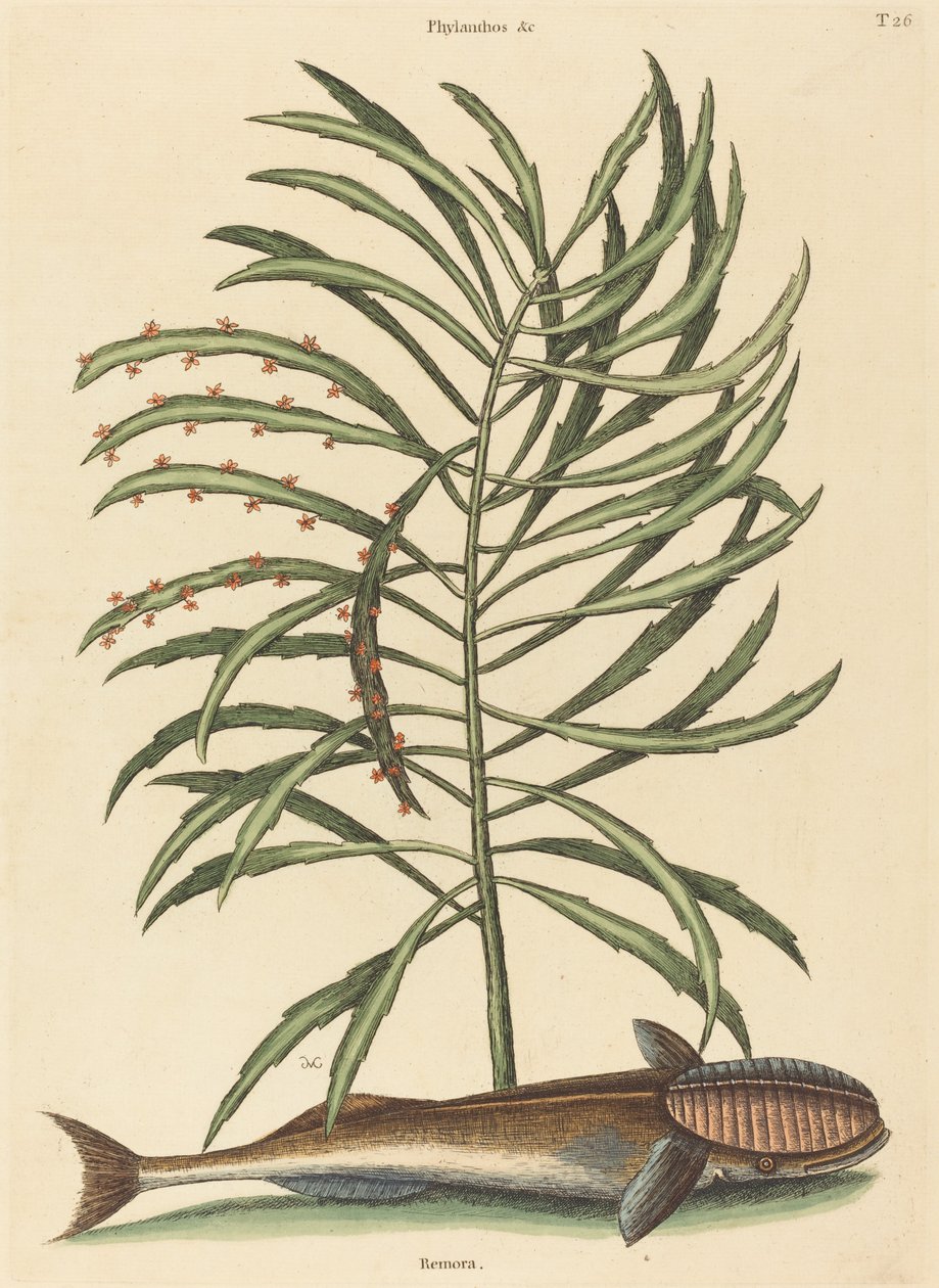 Il Pesce Succhiante Echeneis naucratis, pubblicato 1731-1743 da Mark Catesby