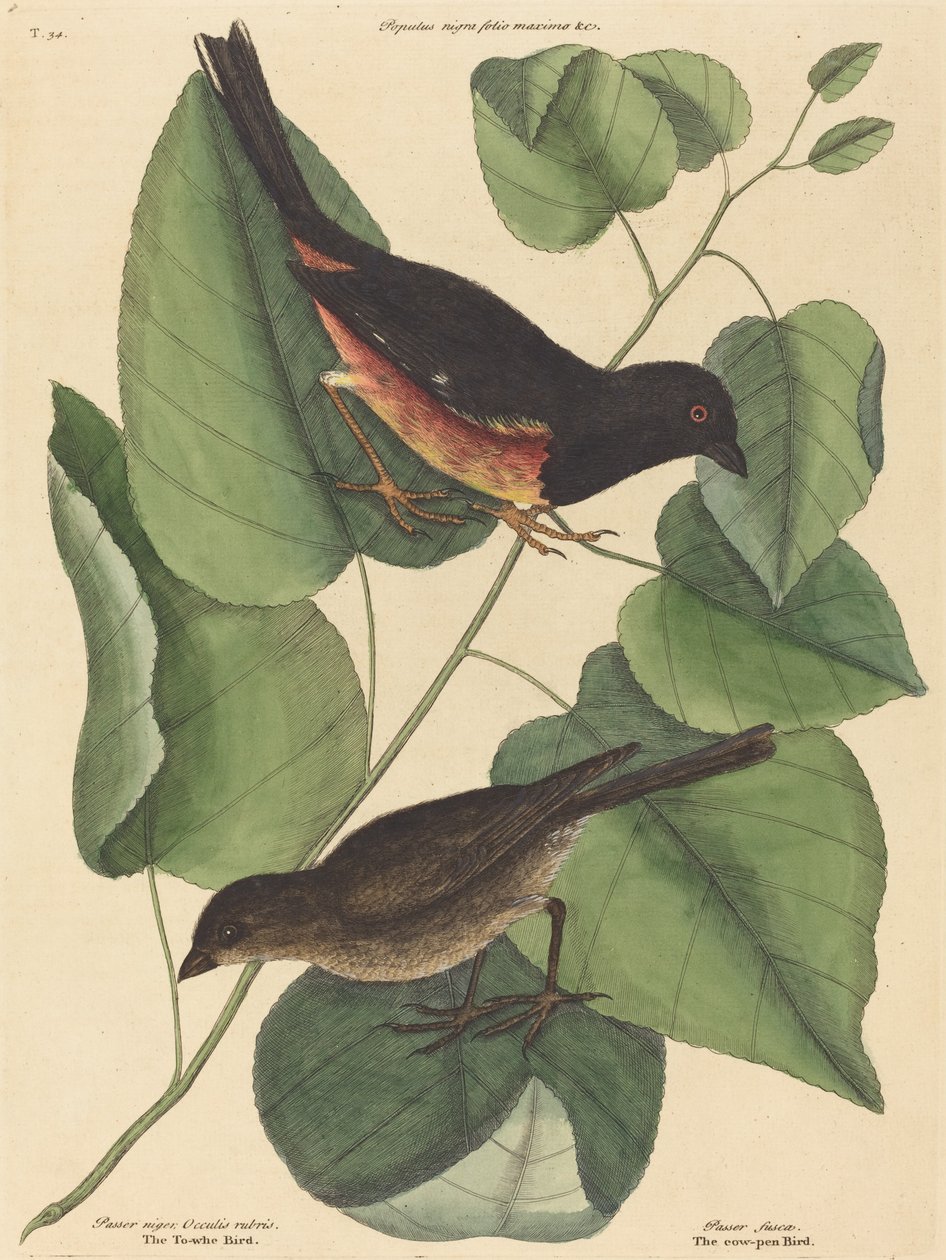 Il Towhe Bird (Fringilla erythrophthalma) da Mark Catesby