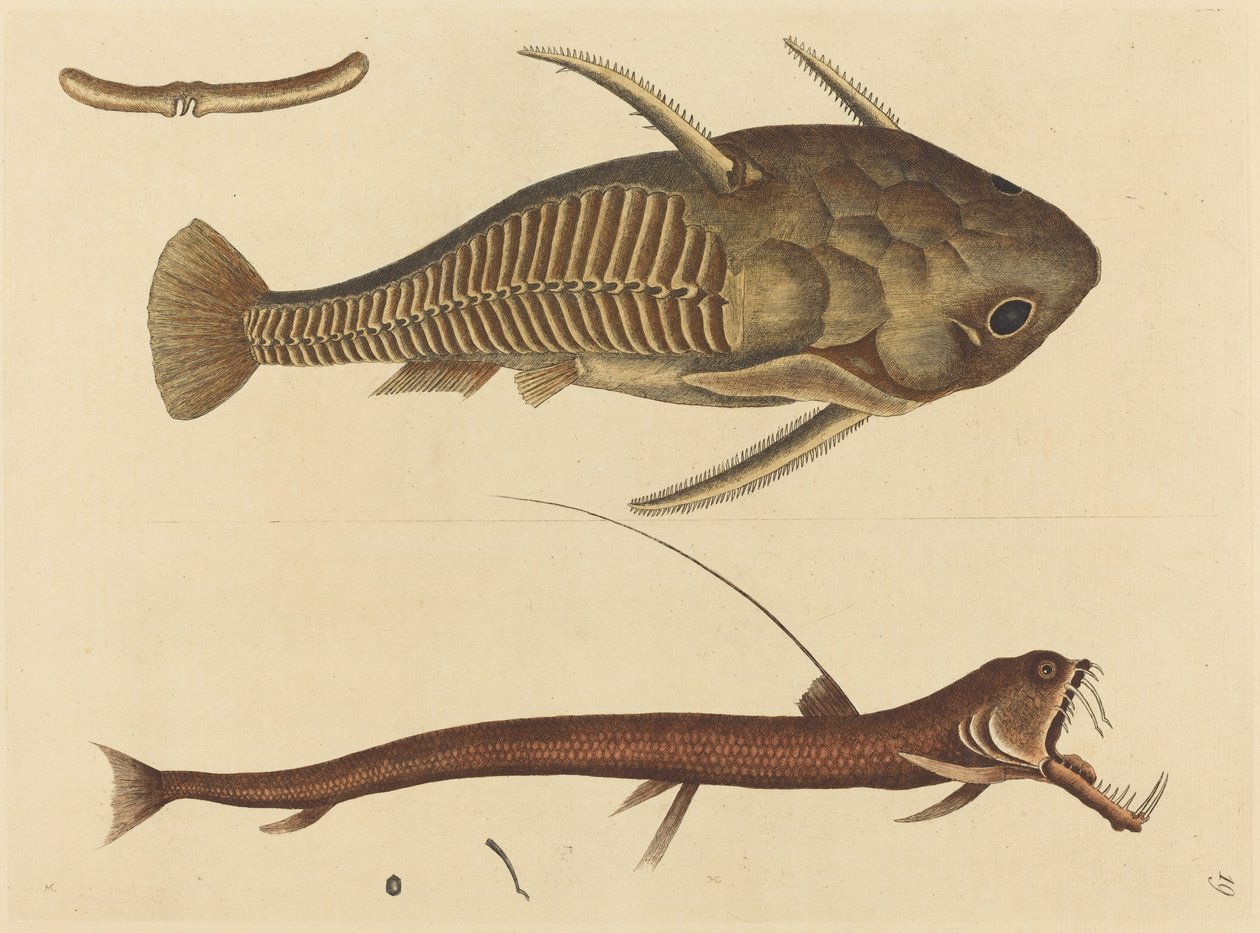 Il pesce gatto bocca di vipera da Mark Catesby