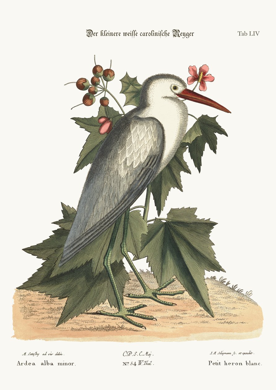 Il piccolo airone bianco, 1749-73 da Mark Catesby