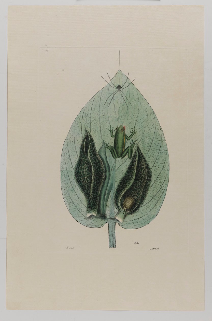 Rana degli alberi da Mark Catesby