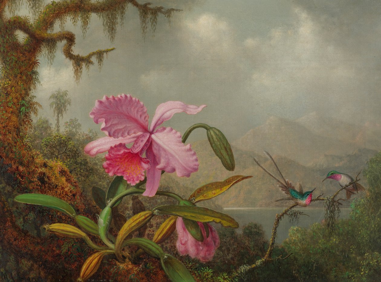 Orchidee e colibrì da Martin Johnson Heade