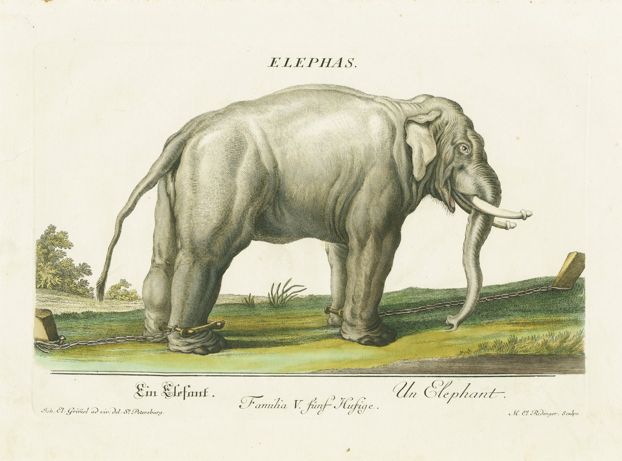 Elefante asiatico in catene da Martin Elias Ridinger