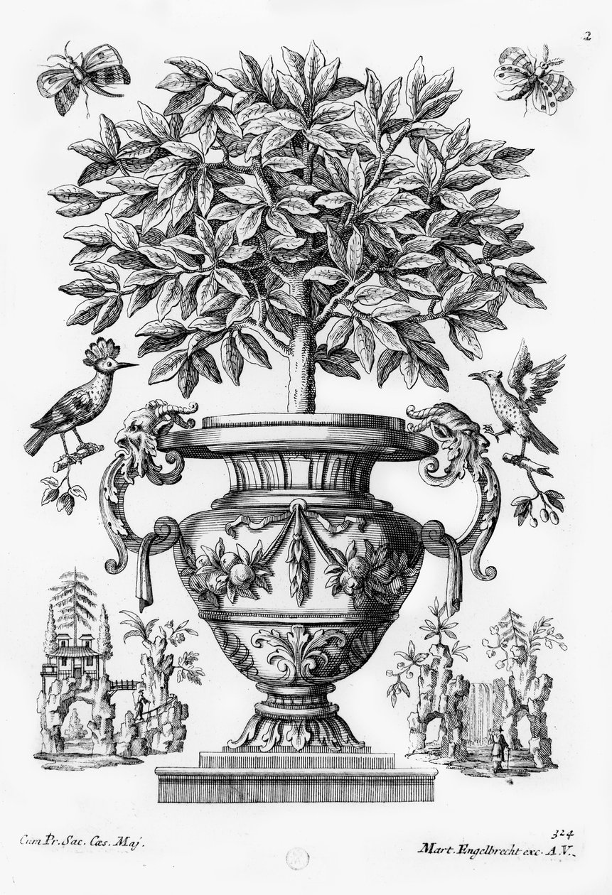 Alberi di agrumi, c.1735 da Martin Engelbrecht