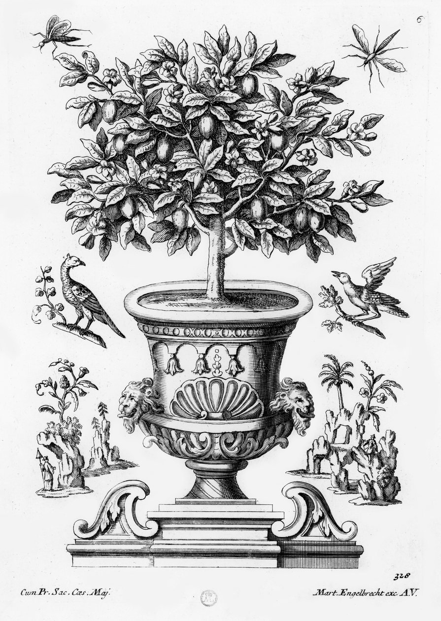 Alberi di agrumi, c.1735 da Martin Engelbrecht