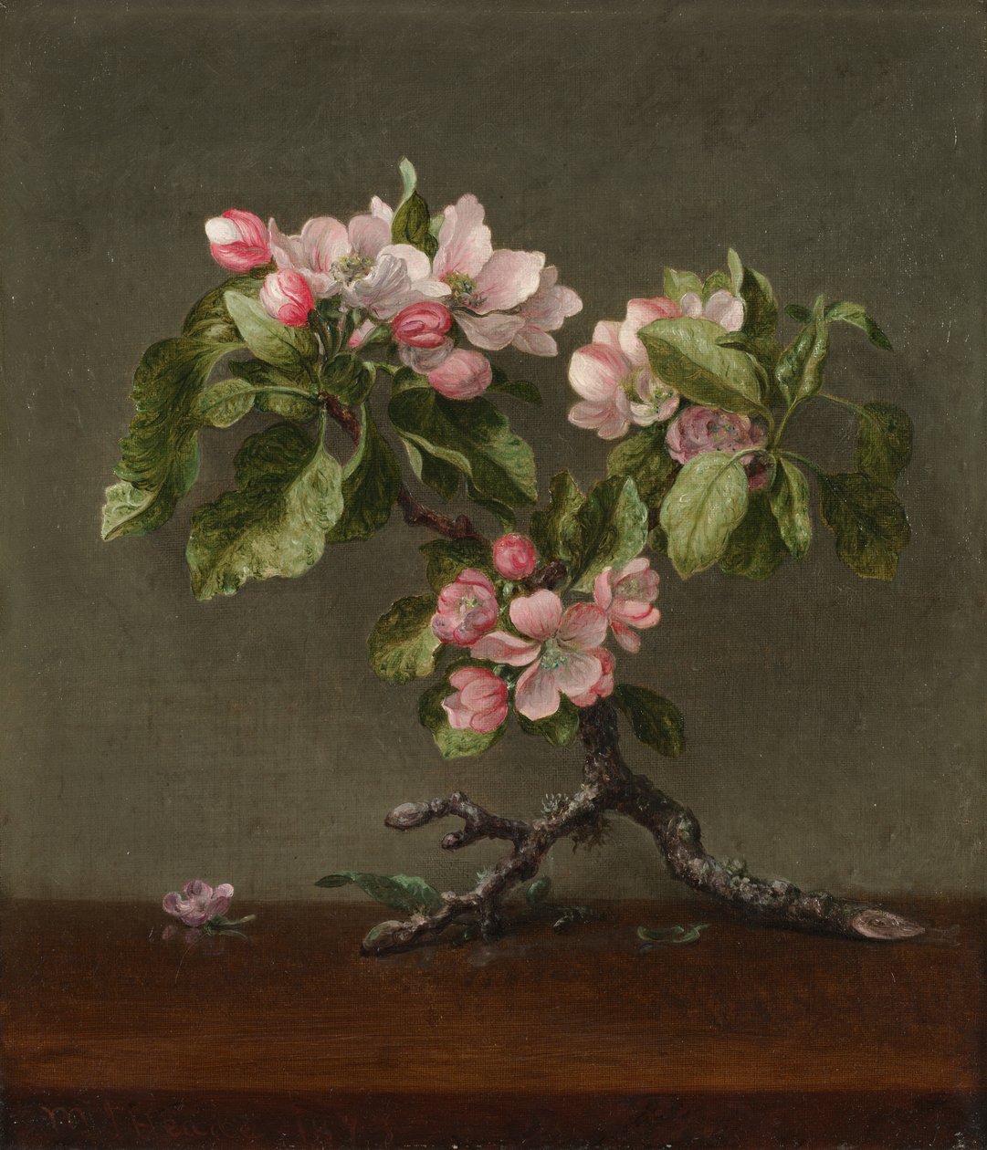 Fiori di melo da Martin Johnson Heade