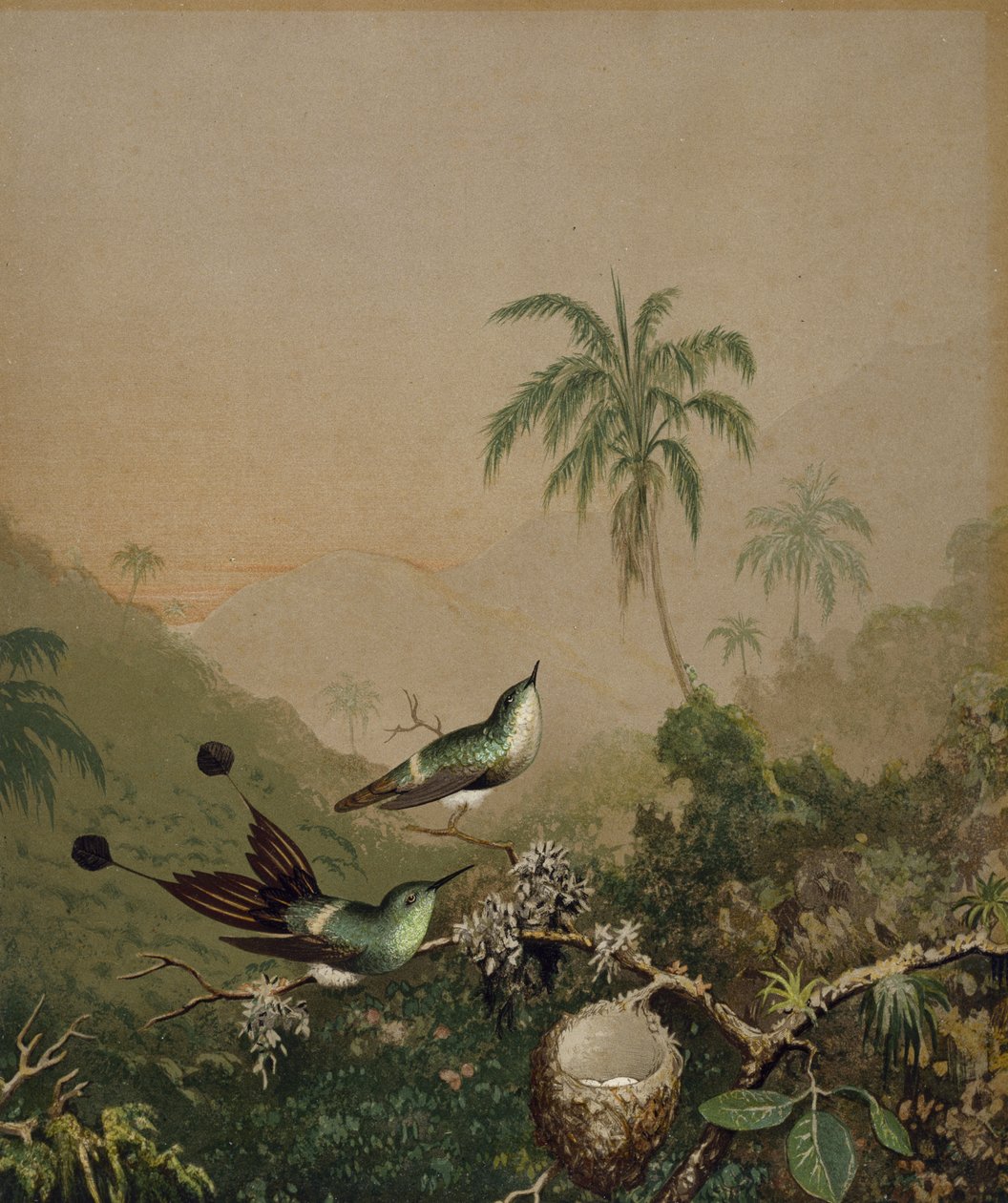 Colibrì brasiliani II, c. 1864-1865 da Martin Johnson Heade